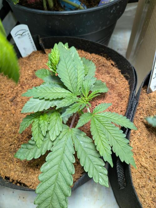 Devil Cookies One | USA Genetics 2026. Week 4