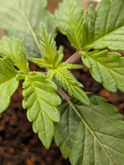 Khalifa Kush | outdoor 2026. Week 2
