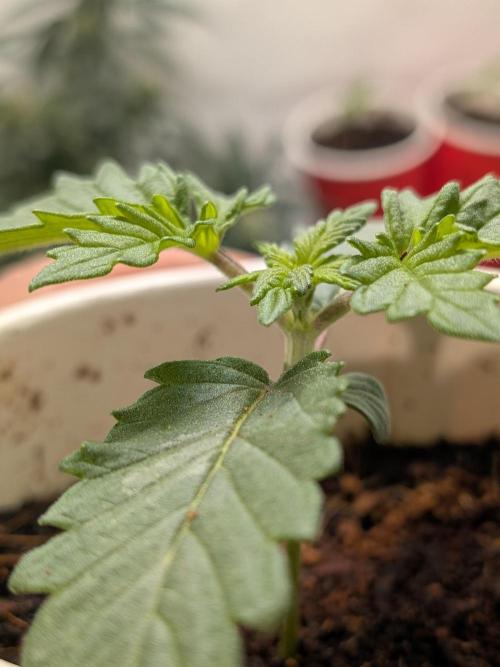 Khalifa Kush | outdoor 2026. Week 2
