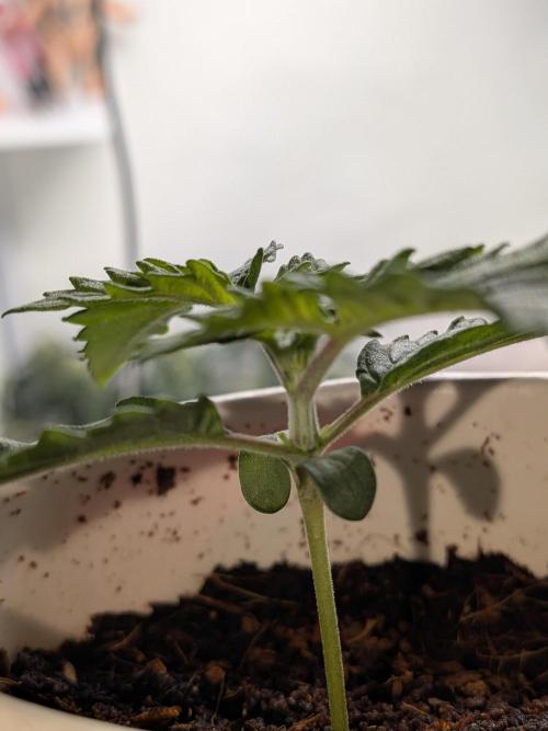 Khalifa Kush | outdoor 2026. Week 2