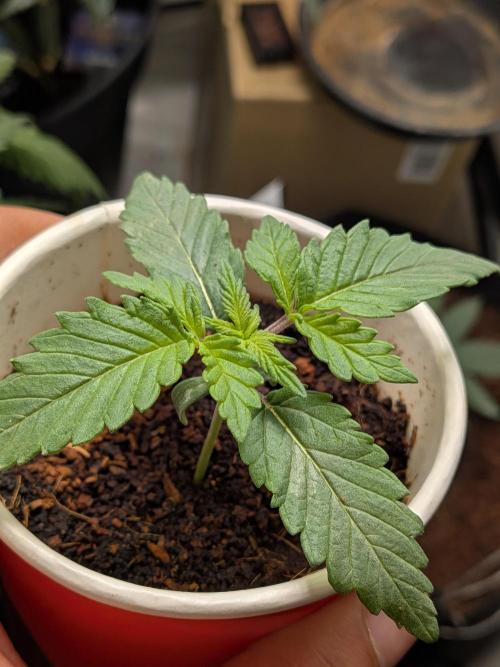 Khalifa Kush | outdoor 2026. Week 2