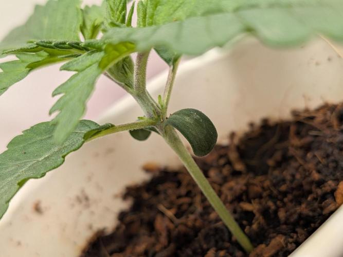 Khalifa Kush | outdoor 2026. Week 2
