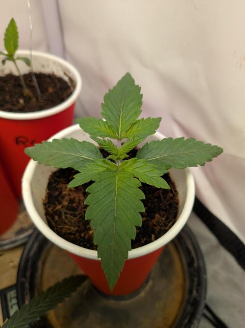 Khalifa Kush | outdoor 2026. Week 2