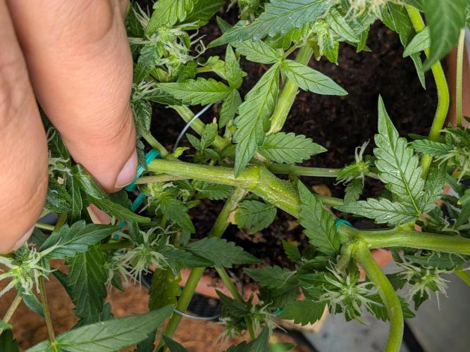 🥦Honey, I Shrunk the Broccoli! Micro. Week 9