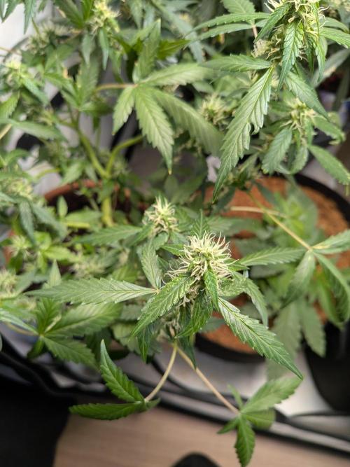 🥦Honey, I Shrunk the Broccoli! Micro. Week 9