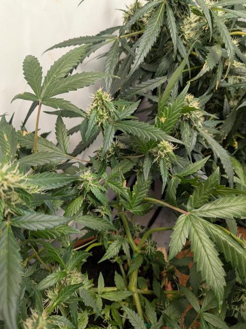 🥦Honey, I Shrunk the Broccoli! Micro. Week 9