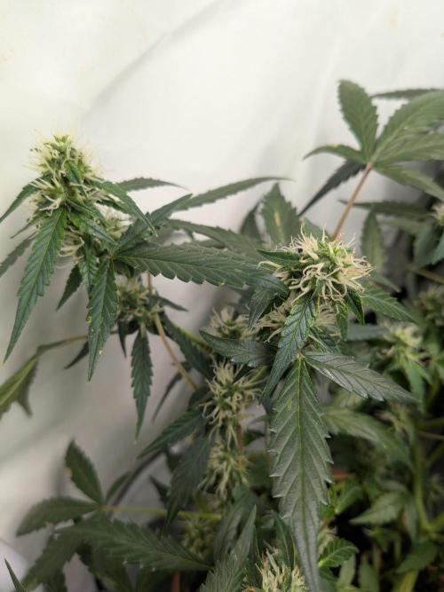 🥦Honey, I Shrunk the Broccoli! Micro. Week 9