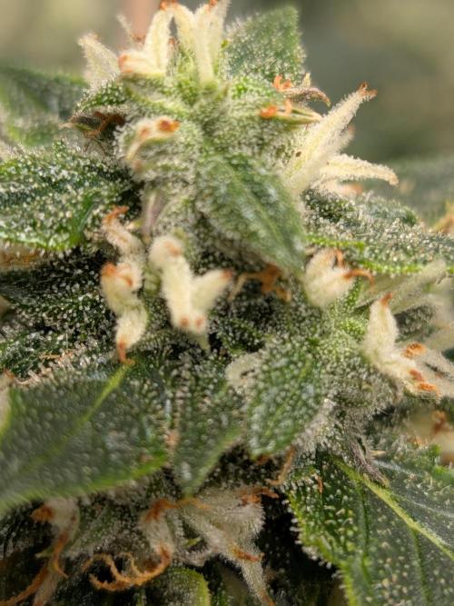 Sticky broccoli  🥦 Eternity Cup 2026. Week 12