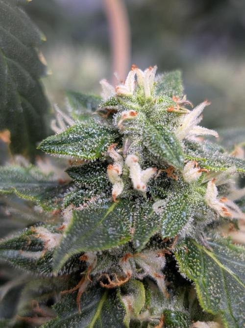 Sticky broccoli  🥦 Eternity Cup 2026. Week 12