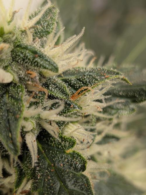Sticky broccoli  🥦 Eternity Cup 2026. Week 12