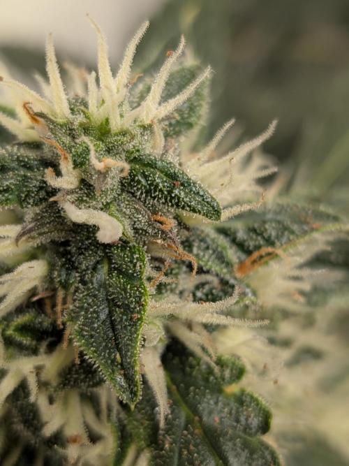 Sticky broccoli  🥦 Eternity Cup 2026. Week 12