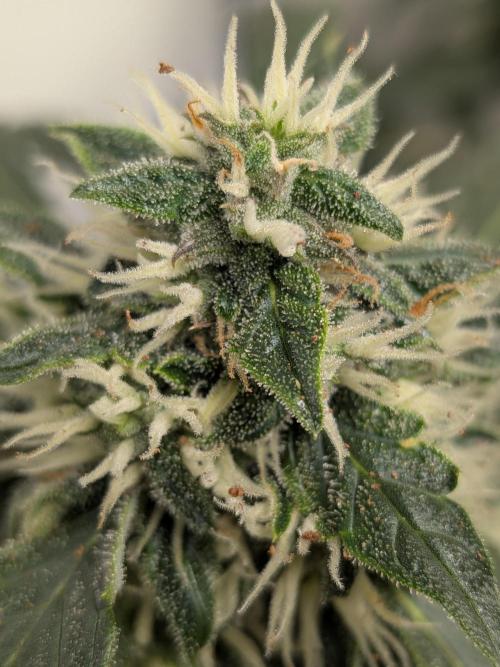 Sticky broccoli  🥦 Eternity Cup 2026. Week 12