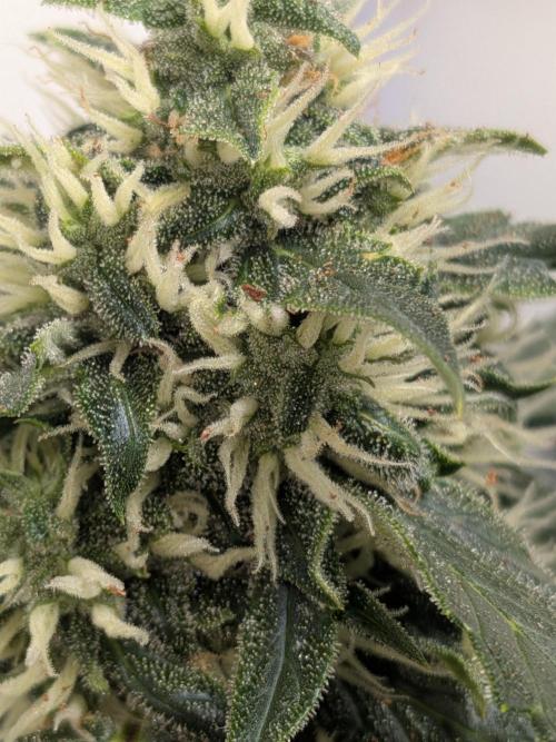 Sticky broccoli  🥦 Eternity Cup 2026. Week 12