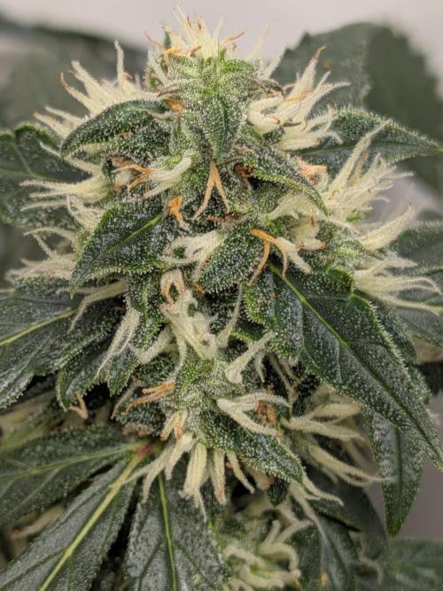 Sticky broccoli  🥦 Eternity Cup 2026. Week 12