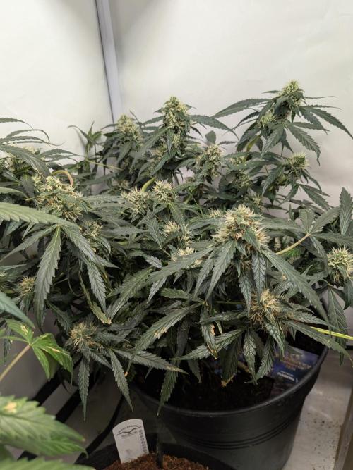 Sticky broccoli  🥦 Eternity Cup 2026. Week 12