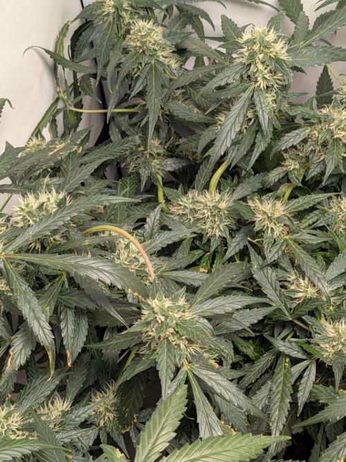 Sticky broccoli  🥦 Eternity Cup 2026. Week 12