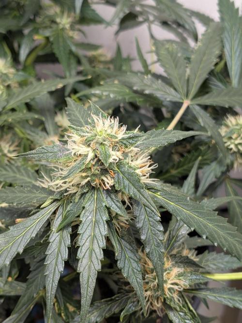 Sticky broccoli  🥦 Eternity Cup 2026. Week 12