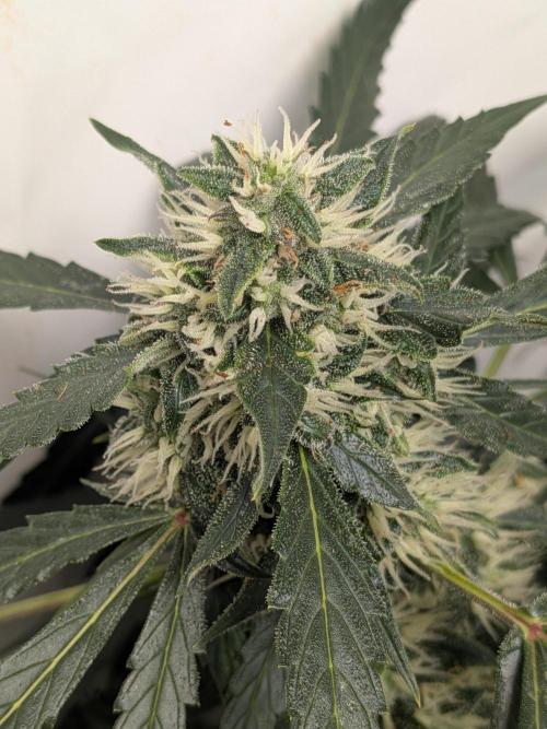 Sticky broccoli  🥦 Eternity Cup 2026. Week 12