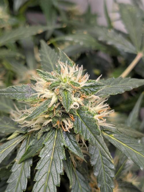 Sticky broccoli  🥦 Eternity Cup 2026. Week 12