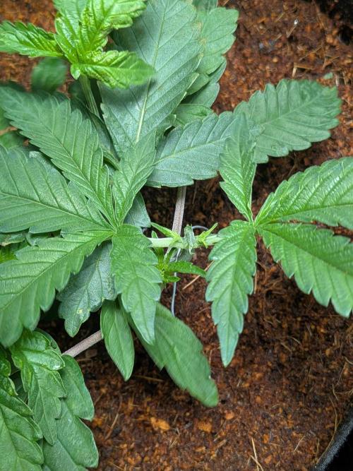 Devil Cookies One | USA Genetics 2026. Week 4