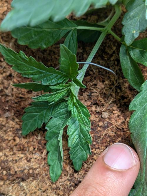 Devil Cookies One | USA Genetics 2026. Week 4