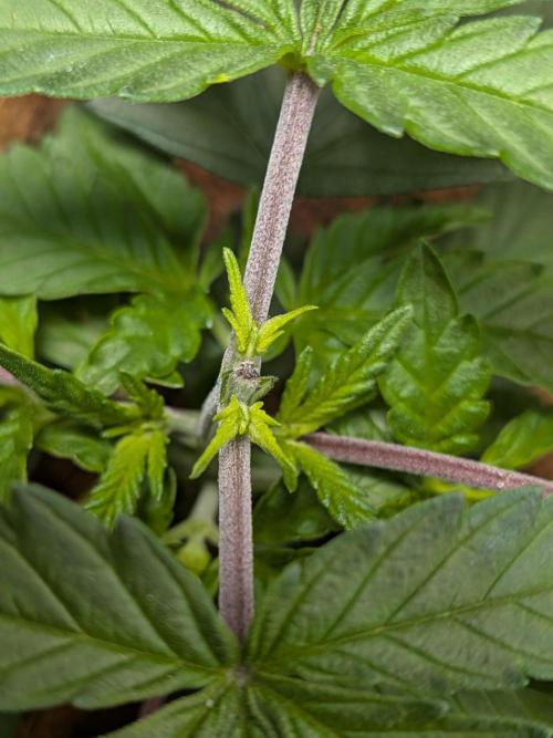 Mellow Jelly | Exclusive Zamnesia. Week 4