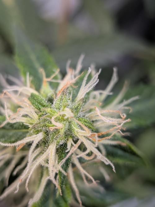 🥦Honey, I Shrunk the Broccoli! Micro. Week 9