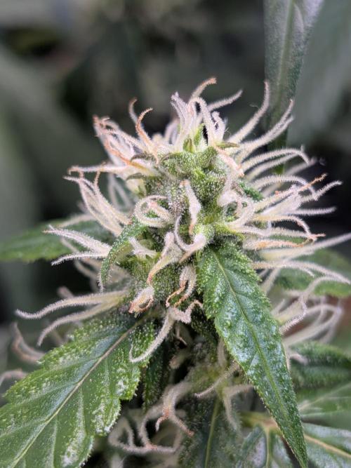 🥦Honey, I Shrunk the Broccoli! Micro. Week 9