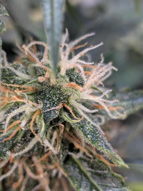 Sticky broccoli  🥦 Eternity Cup 2026. Week 12