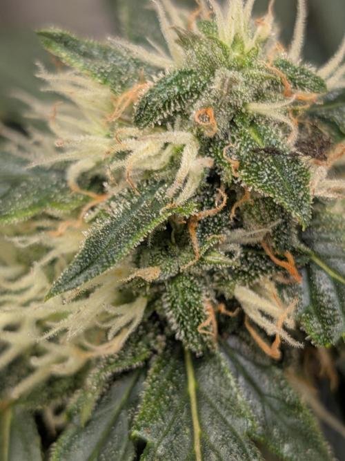 Sticky broccoli  🥦 Eternity Cup 2026. Week 12