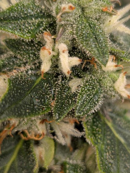 Sticky broccoli  🥦 Eternity Cup 2026. Week 12