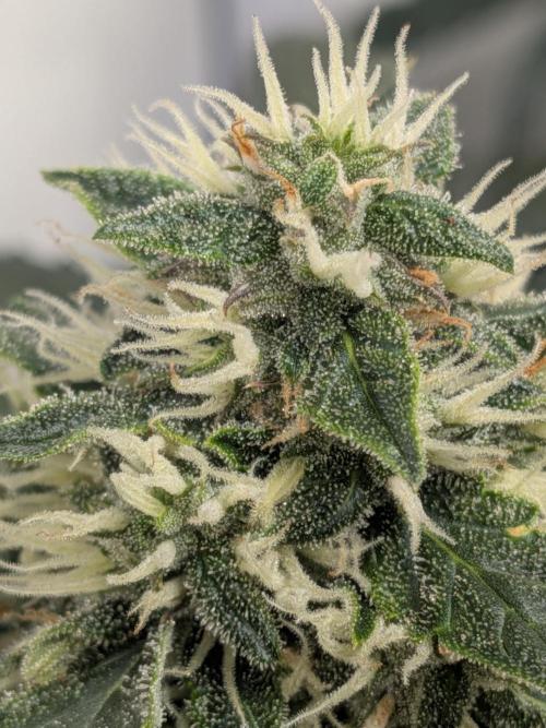Sticky broccoli  🥦 Eternity Cup 2026. Week 12