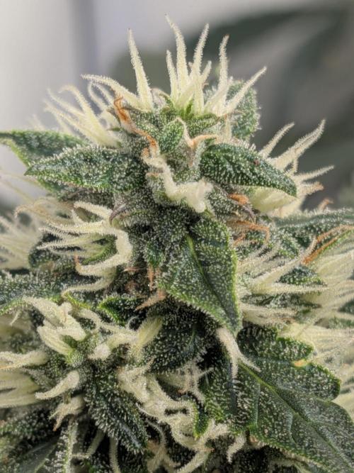 Sticky broccoli  🥦 Eternity Cup 2026. Week 12