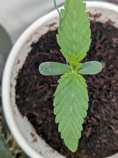 RS11(B) | GanjaFarmer. Week 1