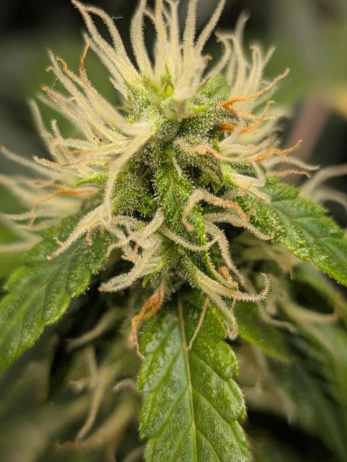 🥦Honey, I Shrunk the Broccoli! Micro. Week 9