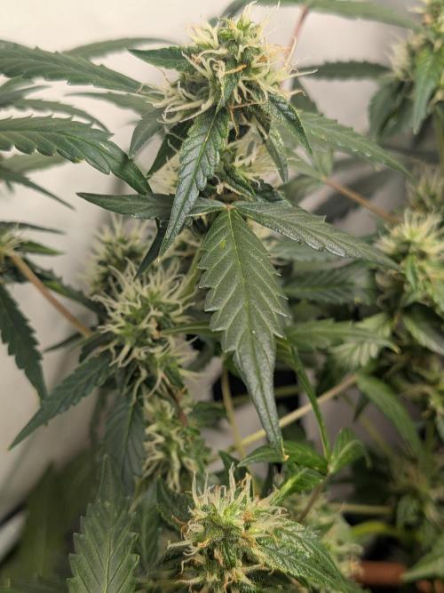 🥦Honey, I Shrunk the Broccoli! Micro. Week 9