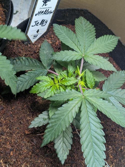 Mellow Jelly | Exclusive Zamnesia. Week 4