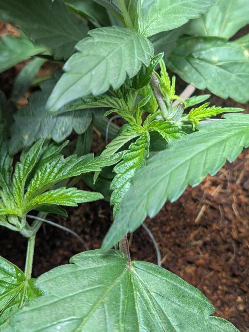 Devil Cookies One | USA Genetics 2026. Week 4