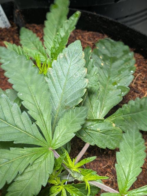 Devil Cookies One | USA Genetics 2026. Week 4