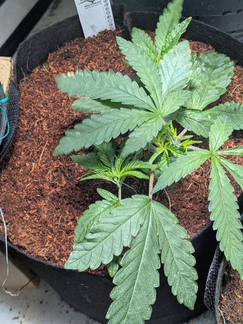 Devil Cookies One | USA Genetics 2026. Week 4