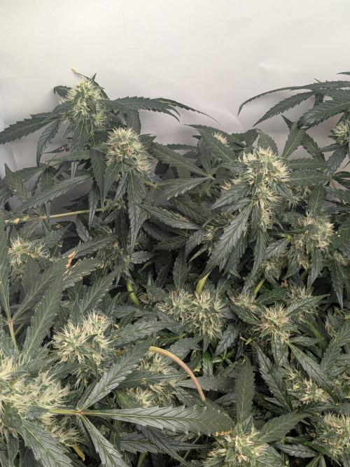 Sticky broccoli  🥦 Eternity Cup 2026. Week 12