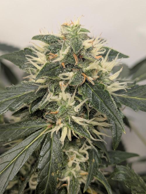 Sticky broccoli  🥦 Eternity Cup 2026. Week 12