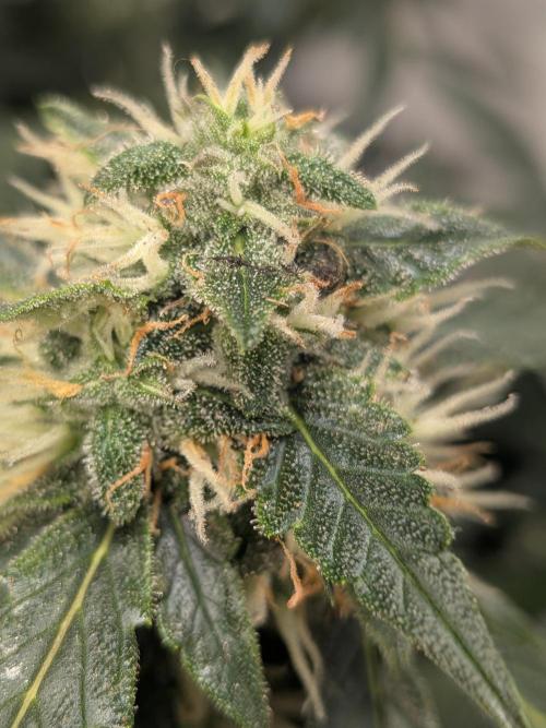 Sticky broccoli  🥦 Eternity Cup 2026. Week 12