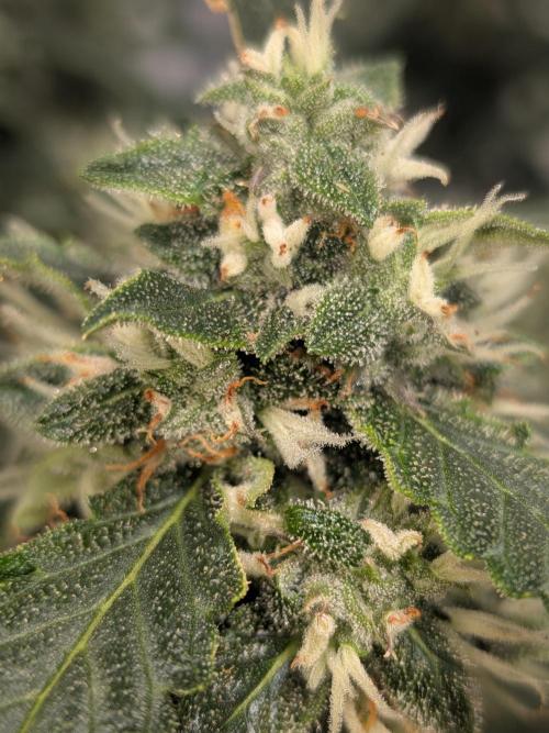 Sticky broccoli  🥦 Eternity Cup 2026. Week 12