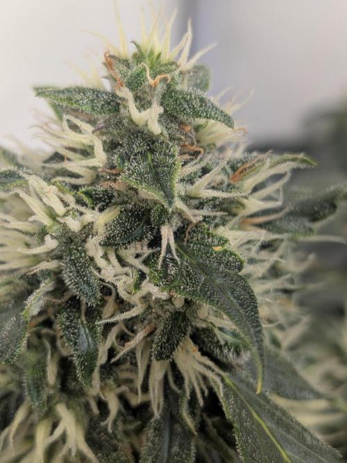 Sticky broccoli  🥦 Eternity Cup 2026. Week 12