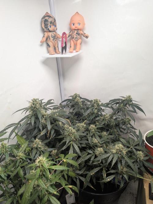 Sticky broccoli  🥦 Eternity Cup 2026. Week 12