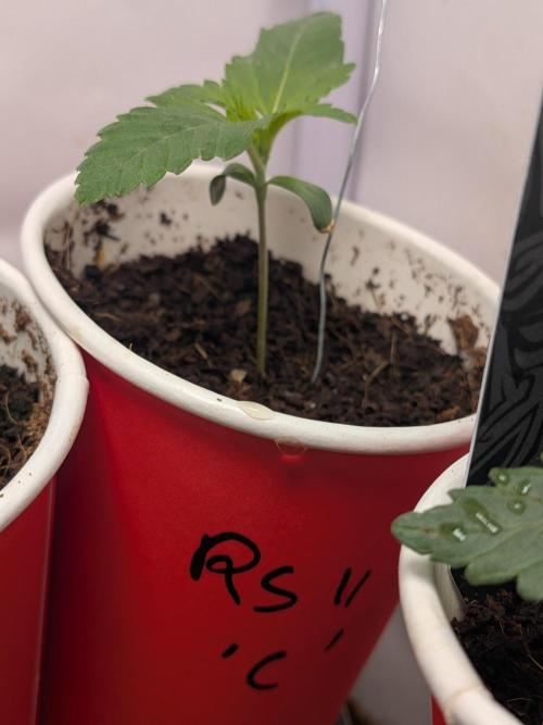 RS11(C) | GanjaFarmer. Week 1