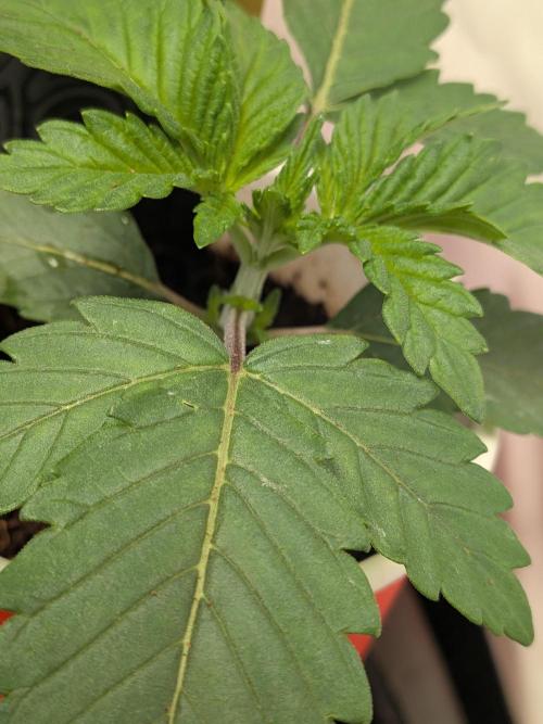 Khalifa Kush | outdoor 2026. Week 2