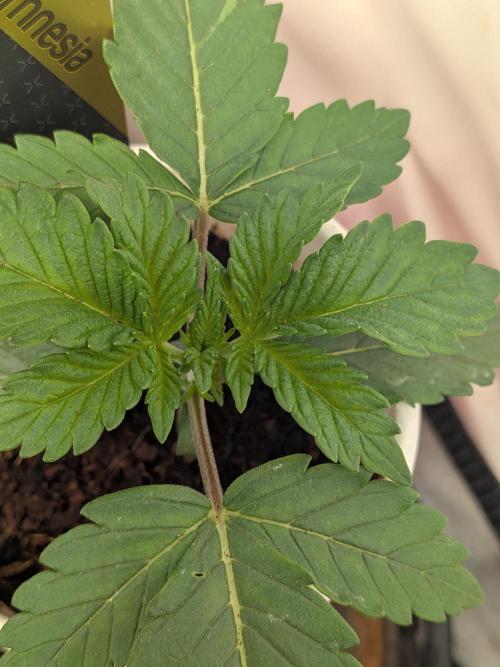 Khalifa Kush | outdoor 2026. Week 2