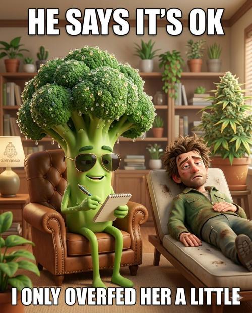 Zamnesia Seeds - Sticky Broccoli Automatic door wolfvb